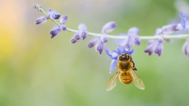 Le saviez-vous ? L’abeille en 5 chiffres surprenants